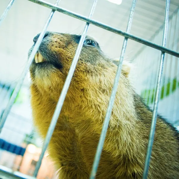 BEAVER CAGE のサムネイル
